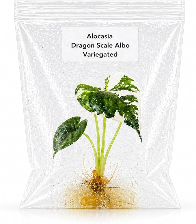 Rare Alocasia Dragon Scale Albo Variegated Tissue Culture Starter Plant, Live Plants Exotic Collectors, Indoor Plants to Grow
