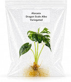 Rare Alocasia Dragon Scale Albo Variegated Tissue Culture Starter Plant, Live Plants Exotic Collectors, Indoor Plants to Grow