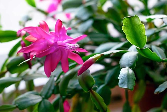 American Plant Exchange Live Christmas Cactus – 4-Inch Pot Cover – Easy Care Flowering Succulent with Festive Blooms for Holiday Home Décor, Kitchens, Offices, Patios & Indoor Displays