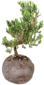 Brussel's Bonsai Live Green Mound Juniper Bonsai Tree - Medium, 5 Year, 6 to 10 Inches - Outdoor Bonsai Tree Live with Rock Bonsai Pot