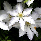 Blue White Clematis Vine Live Plant Clematis Flower Perennial Starter Plant in 2.5 Inches Pot