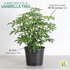 Thorsen's Greenhouse Live Arboricola Umbrella Tree Plant, Schefflera Arboricola, Natural Air Purifier, Easy to Grow, Live Indoor Houseplant, 6-inch Diameter (Growers Pot (6" Pot))