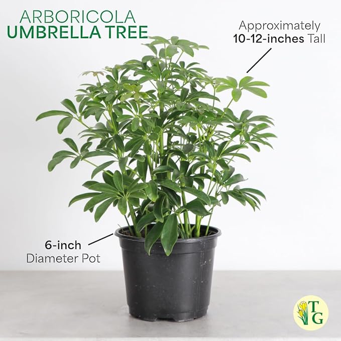 Thorsen's Greenhouse Live Arboricola Umbrella Tree Plant, Schefflera Arboricola, Natural Air Purifier, Easy to Grow, Live Indoor Houseplant, 6-inch Diameter (Navy (6" Pot))