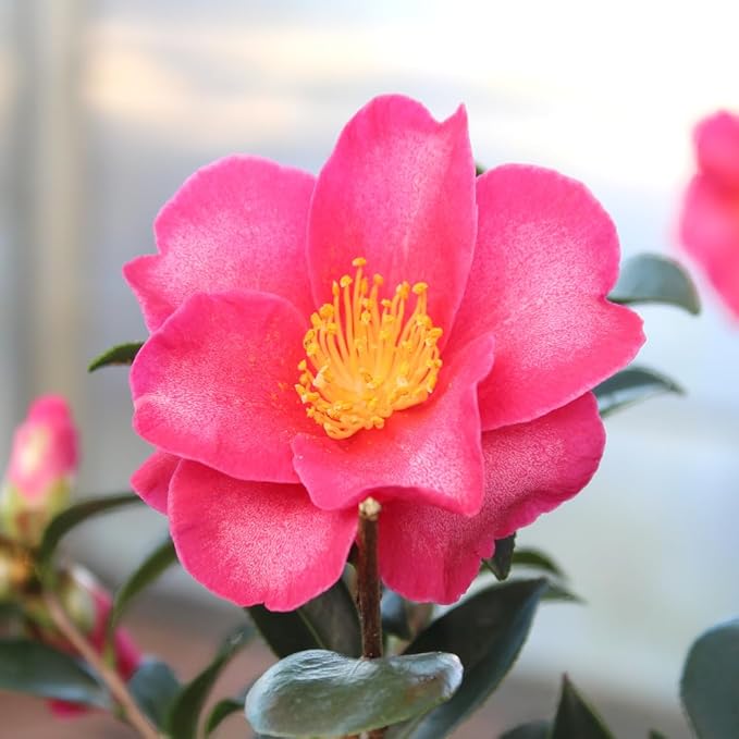Brussel's Live Camellia Hot Flash Outdoor Bonsai Tree - 10" to 14" Tall with Decorative Container