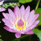 Mainam Purple Nymphaea Alin Live Aquarium Plant Tropical Water Lilies Tuber for Freshwater Fish Pond Balcony