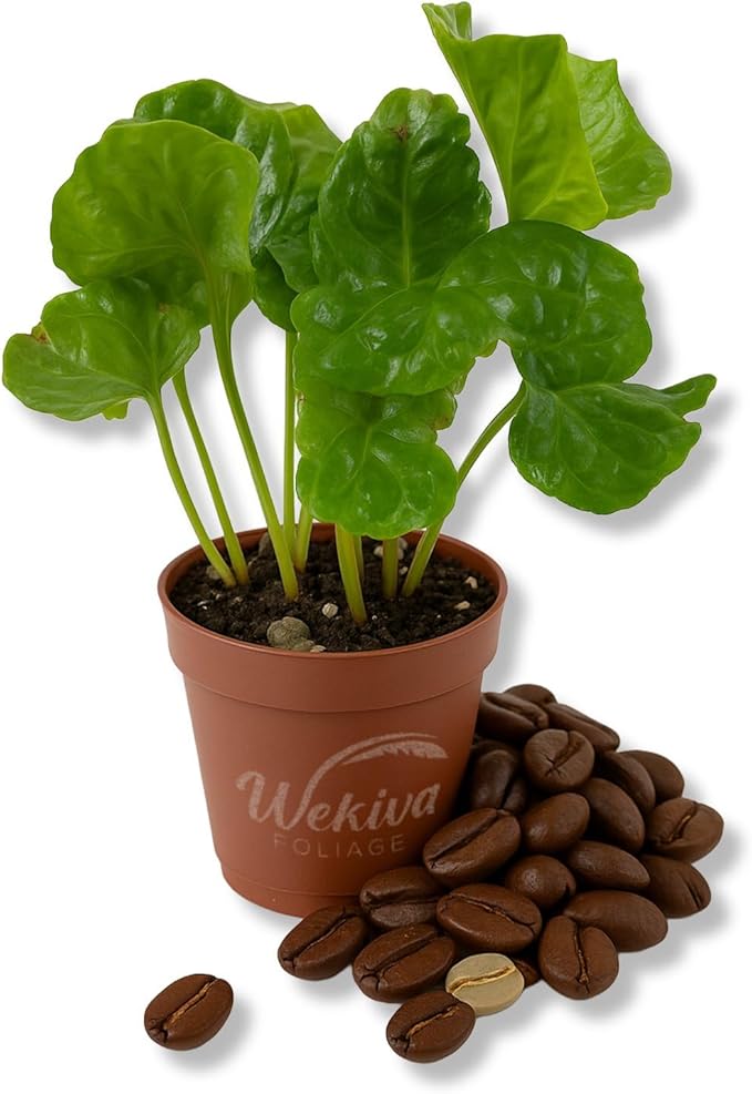 Coffee Plant - 1 Live Starter Plant - Coffea Arabica - Beautiful Easy Care Indoor Houseplant for The Edible Patio and Garden