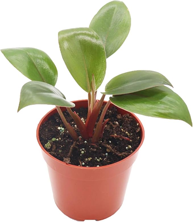 Philodendron Red Back - 4'' from California Tropicals