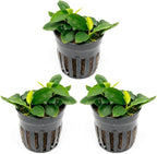 SubstrateSource Anubias Live Aquarium Plants - Potted Freshwater Plant for Fish Tanks, Terrariums - Beginner Friendly Low Light (Nana Long Wavy, 3 Pots)