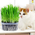 Seeds Cat Grass Complex Vitamin Non GMO Heirloom 600 Seeds