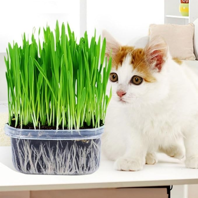 Seeds Cat Grass Complex Vitamin Non GMO Heirloom 600 Seeds