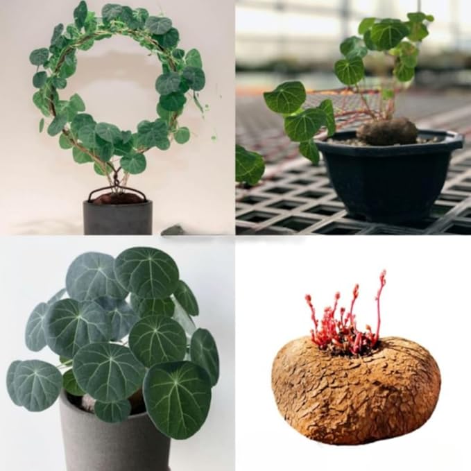 2.5"-3" Already Sprouts Stephania Cephalantha Plant Bulb, Medium Size Caudex, Rare Succulent with No Hair Roots, Home Decor, Houseplant, Cold Hardy