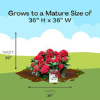 2 Gallon Southern Living Plant Collection Hydrangea Heart Throb Shrub