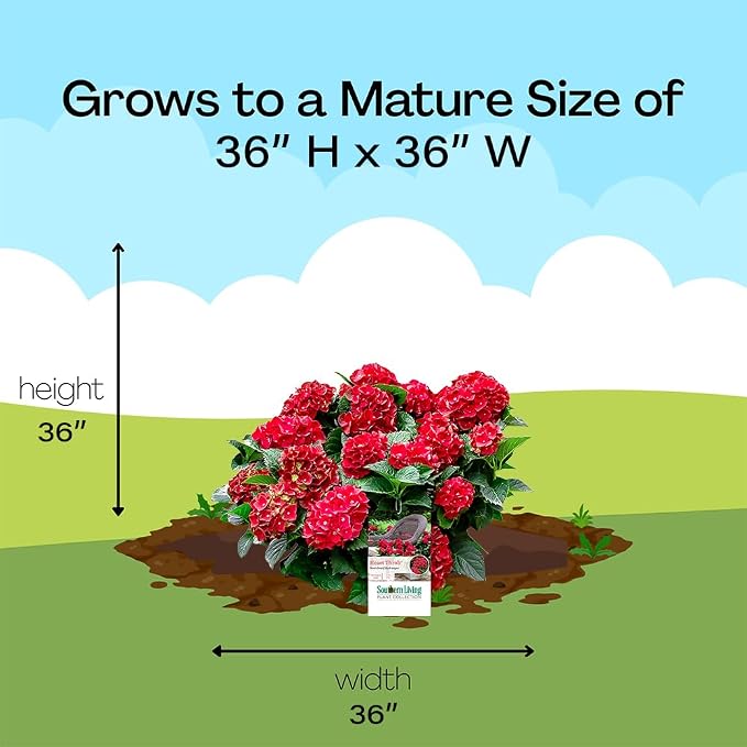 2 Gallon Southern Living Plant Collection Hydrangea Heart Throb Shrub