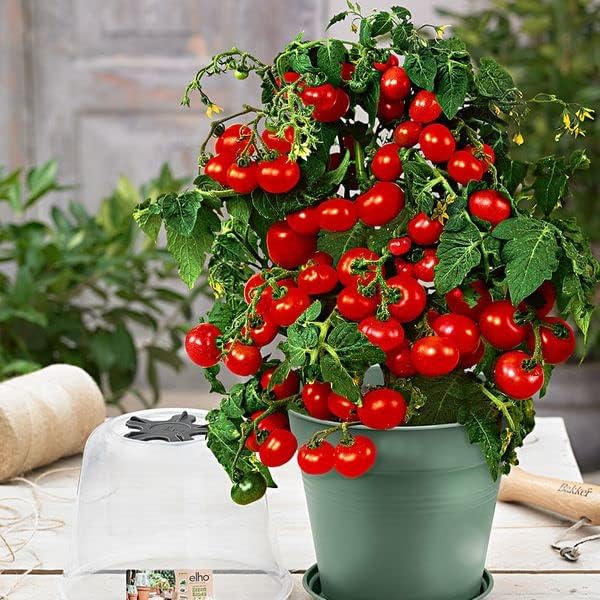 40+ Seeds Indoor Dwarf Tomato Year-Round - Vegetable Red