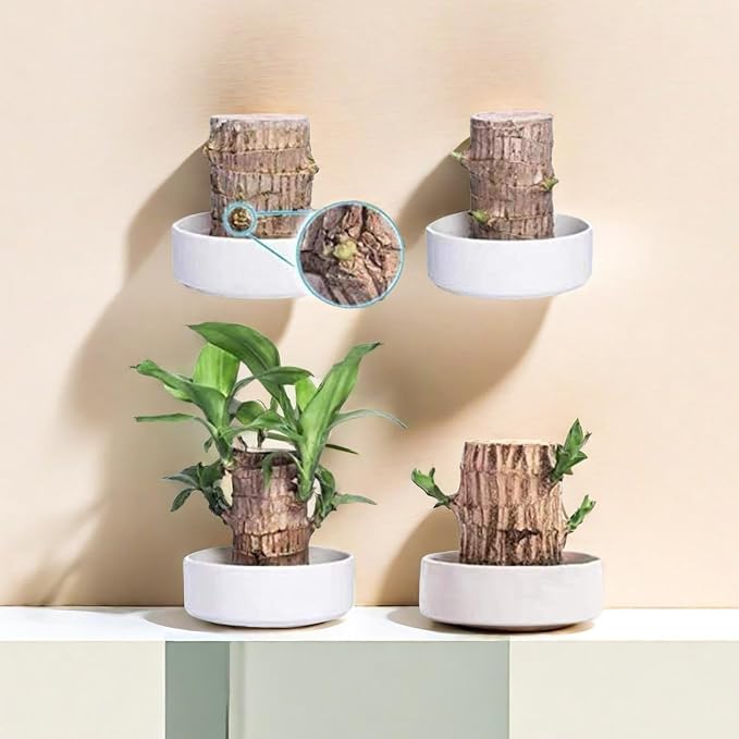 Brazilian Wood Plant Brazilian Lucky Wood Plant Indoor/Outdoor