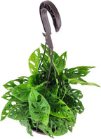 Monstera Adansonii 'Swiss Cheese' (6 inch) - Air-Purifying Houseplants - 4/6 inch Unique Live Decorative Houseplants - Low-Maintenance Indoor Plants, House Warming Gift, Natural Air Purifier