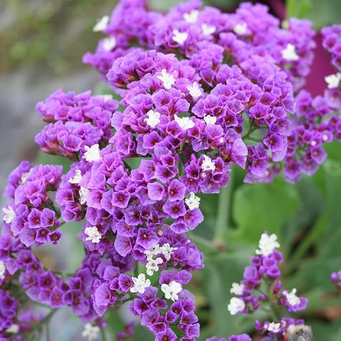 RedCrocus Limonium 'Salt Lake' Sea Lavender- Drought-Tolerant Perennial for Borders, Cut Flowers & Xeriscapes, Pollinator Attractant, Pet Safe 8" Pot