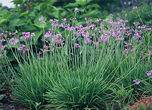 American Plant Exchange Society Garlic – 6-Inch Pot – Live Fragrant Herbaceous Plant, Easy Care Air Purifier for Indoor Kitchens, Outdoor Gardens, or Patio Decor