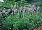 American Plant Exchange Society Garlic – 6-Inch Pot – Live Fragrant Herbaceous Plant, Easy Care Air Purifier for Indoor Kitchens, Outdoor Gardens, or Patio Decor