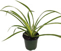 Hawaiian Spider Plant- Cleans The Air - 4" Pot