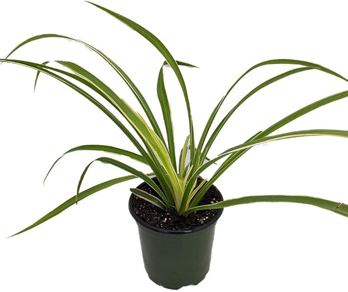 Hawaiian Spider Plant- Cleans The Air - 4" Pot