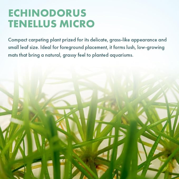 SubstrateSource Live Plant - Echinodorus tenellus 'Micro' - Foreground Rosette for Carpeting, Snail-Free in Vitro Aquarium Plant - Tissue Culture