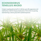 SubstrateSource Live Plant - Echinodorus tenellus 'Micro' - Foreground Rosette for Carpeting, Snail-Free in Vitro Aquarium Plant - Tissue Culture