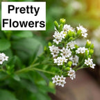 Natural Herbal Live Zero Calorie Sugar Replacement. Stevia Plants. Sweet Leaf, Sugar Leaf, Natural Sugar Substitute Herb, Easy to Grow (4 stevia Cups)