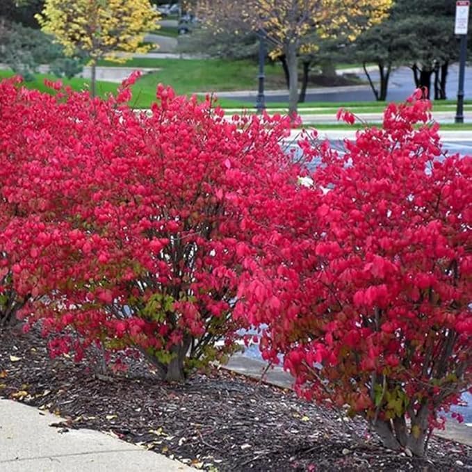 Dwarf Burning Bush - 6-12" Tall Live Plant - Hardy Red Shrub Sapling - Euonymus alatus