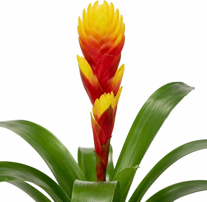 Bromeliad Tosca Live Plant with Flower, Bromeliads Live Plant, Flowering Indoor Plants, Perfect Mothers Day Plants Gift, Colorful Live Plants