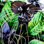 Tacca Chantrieri Black Bat Orchid Plant Live Indoor, Rare Flower Live Plant, 5-9" Tall, Black Plant Live for Planting Houseplant