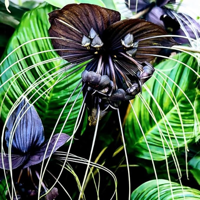 Tacca Chantrieri Black Bat Orchid Plant Live Indoor, Rare Flower Live Plant, 5-9" Tall, Black Plant Live for Planting Houseplant