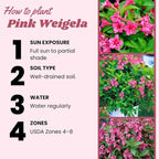 Pink Weigela Live Plant, Spring Blooming Shrub in 4” Pot, Hardy Perennial Flowering Bush for Garden Borders, Cold Hardy, Dormant in Winter