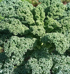 500 Vates Blue Scotch Curled Kale Seeds for Planting Heirloom Non GMO 2+ Grams Garden Vegetable Bulk Survival