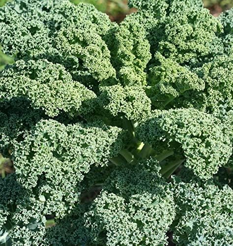 500 Vates Blue Scotch Curled Kale Seeds for Planting Heirloom Non GMO 2+ Grams Garden Vegetable Bulk Survival