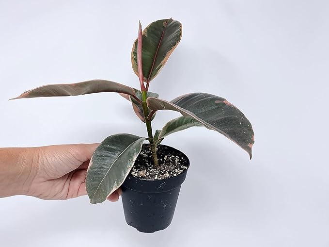 Ruby Ficus Rubber Plant - Live Plant in a 2 Inch Pot - Ficus Elastica 'Ruby' - Stunning Easy Care Interior Houseplant