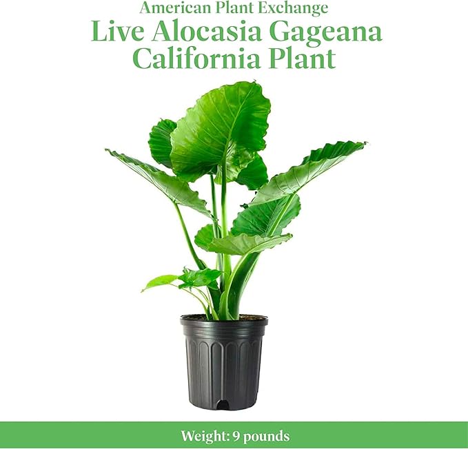 American Plant Exchange Alocasia Elephant Ear – 10-Inch Pot – Live Easy Care Tropical Houseplant, Bold Foliage Indoor or Patio Plant for Home, Office, Garden & Jungle-Inspired Décor