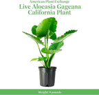 American Plant Exchange Alocasia Elephant Ear – 10-Inch Pot – Live Easy Care Tropical Houseplant, Bold Foliage Indoor or Patio Plant for Home, Office, Garden & Jungle-Inspired Décor