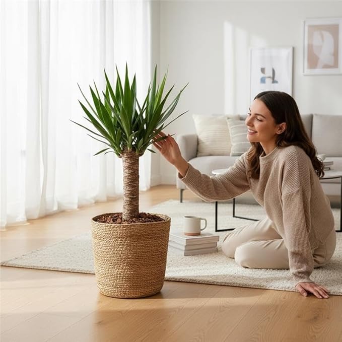 Yucca Cane – 10 Inches Grower Pot – Live Indoor/Outdoor Air Purifying Plant – Drought-Tolerant Easy Care Tropical Houseplant for Home or Office Décor