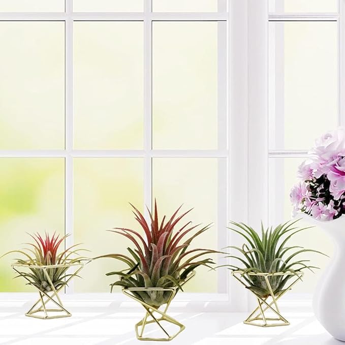 Geometric Air Plant Holder Airplants Rack Metal Plants Stand Planter Shelves Himmeli Living Decor Tillandsia Pot Containers (Gold 5 pcs)