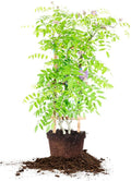 Perfect Plants Amethyst Falls Wisteria Vine 2 Gallon | Live Shrub for Outdoor Planting | Fast Growing Vines for Trellis or Fence | Beautiful Purple Flowers During Spring & Summer