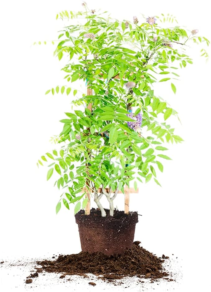 Perfect Plants Amethyst Falls Wisteria Vine 2 Gallon | Live Shrub for Outdoor Planting | Fast Growing Vines for Trellis or Fence | Beautiful Purple Flowers During Spring & Summer