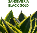 BubbleBlooms Black Gold Snakeplant, in a 2 inch Pot, Green and Yellow Snake Plant, Variegated Sansevieria trifasciata