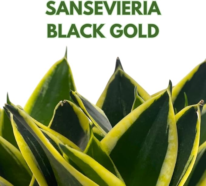 BubbleBlooms Black Gold Snakeplant, in a 2 inch Pot, Green and Yellow Snake Plant, Variegated Sansevieria trifasciata