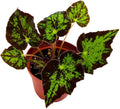 BubbleBlooms Begonia U578 4 inch Rhizomatous Begonia Rhizo Black Green Jagged Spotted