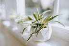 Air Plant Shop 10 Pack Tough Stuff Collection of Tillandsia Air Plants- Wholesale and Bulk - Succulents - Live Tillandsia - Easy Care Indoor and Outdoor House Plants