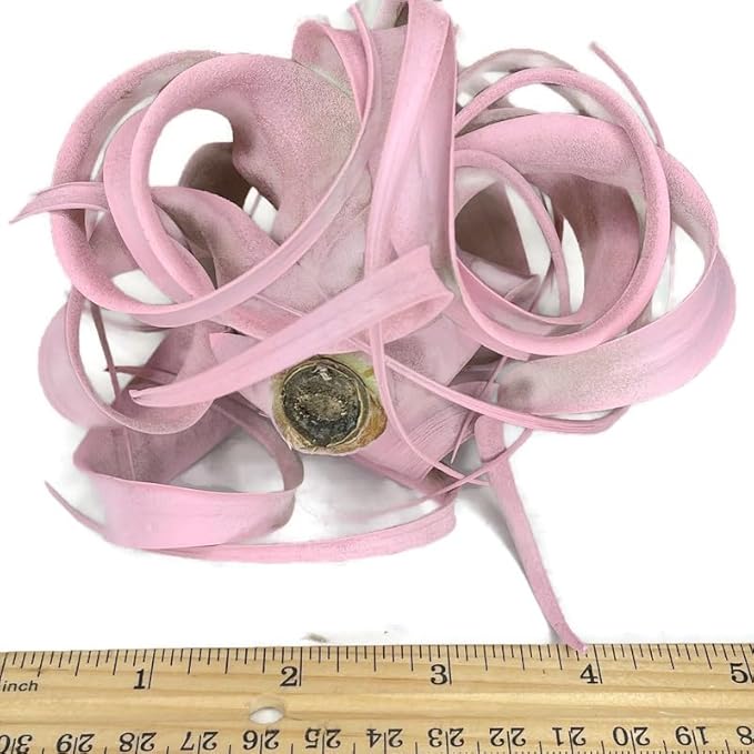 XL Xerographica Colored Air Plant, Live Tillandsia House Plant, Easy Care Indoor Outdoor, Great Gift, Healthy Arrival Guaranteed (Light Pink)