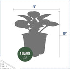 Live Perennial Hosta - Blue Mouse Ears (3 Plants Per Pack) Beautiful Accent Plant, 10" Tall by 4" Wide in 1 Qt Pot