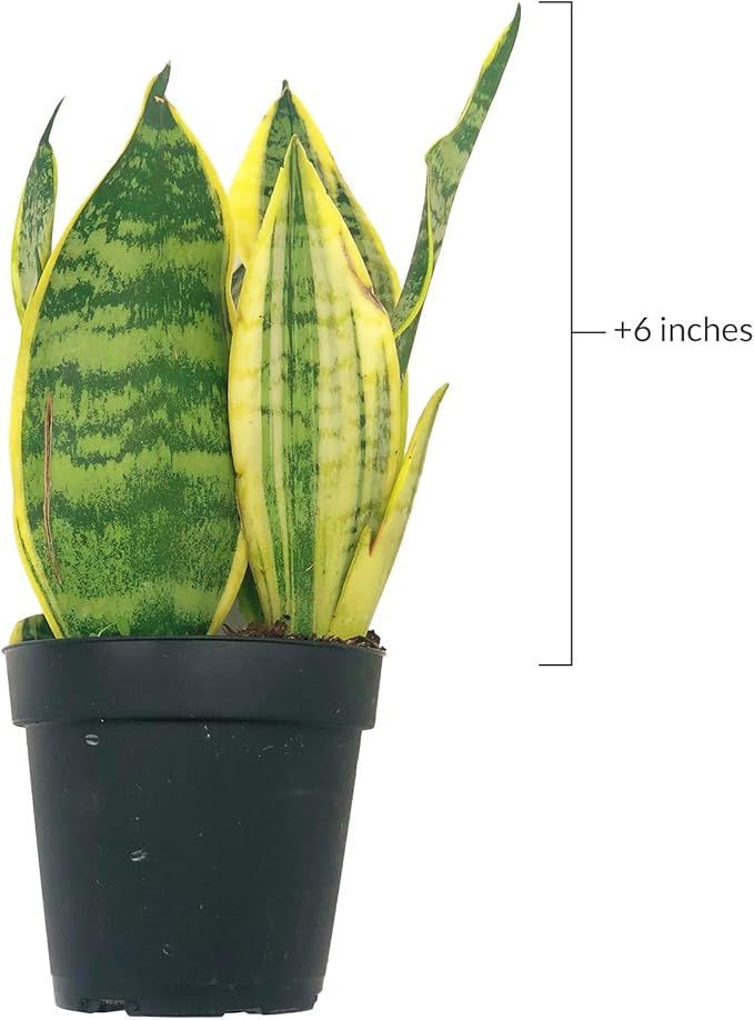 Live Snake Plant – Sansevieria Superba Trifasciata – ragnaroc Tropical Plant in 4” Pot +6” Plant Height, Indoor House Plant in Pot, Potted Succulent Plant