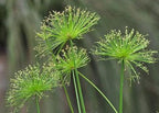 Dwarf Egyptian Papyrus - Cyperus isocladus - Non-Invasive - Indoor | Outdoor - Water Garden Bog - Live Plant - Green Texture - Emerald's - Starter Size - 4 Inch Pot